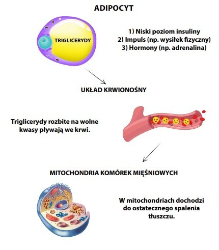 redukcja_tkanki_tluszczowej