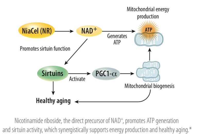 Jak działa chromadex tru niagen - właściwości
